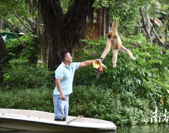 過節(jié)了！深圳野生動物園長臂猿喜獲“水果大餐”